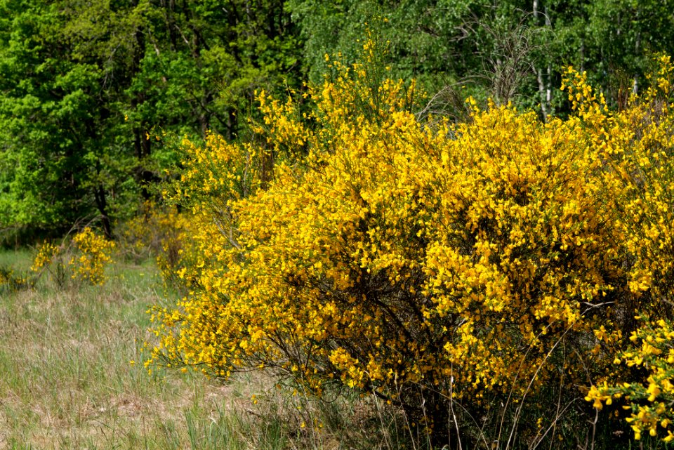 Döberitzer Heide 2020-05-08 12
