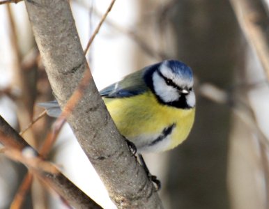 Cyanistes caeruleus Oulu 20130323