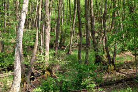 Döberitzer Heide forest 2020-05-08 09