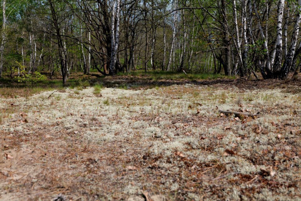 Döberitzer Heide 2020-05-08 48