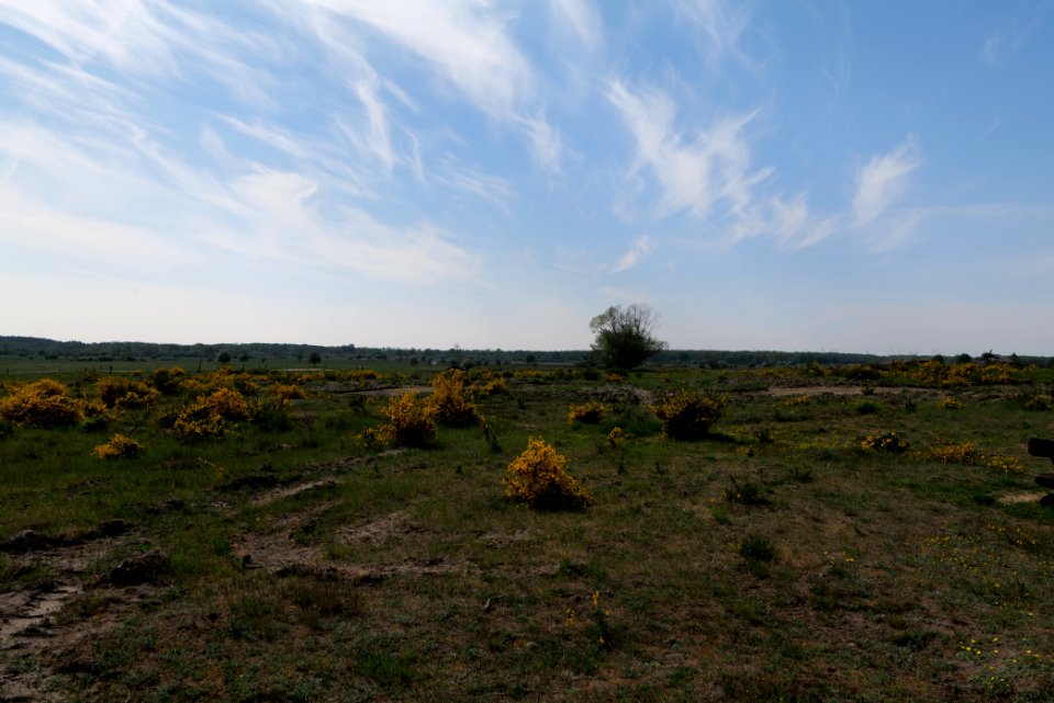 Döberitzer Heide Ferbitzer Bruch 2020-05-08 16