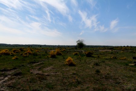 Döberitzer Heide Ferbitzer Bruch 2020-05-08 16