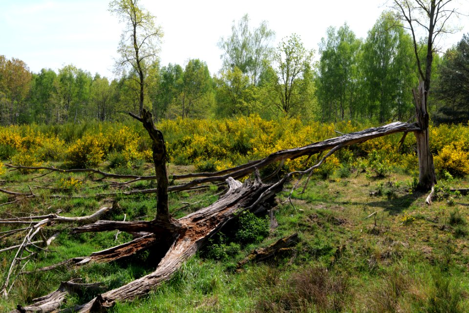 Döberitzer Heide 2020-05-08 03