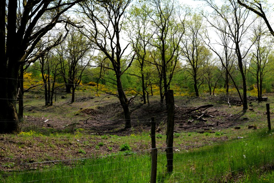 Döberitzer Heide game reserve 2020-05-08 21