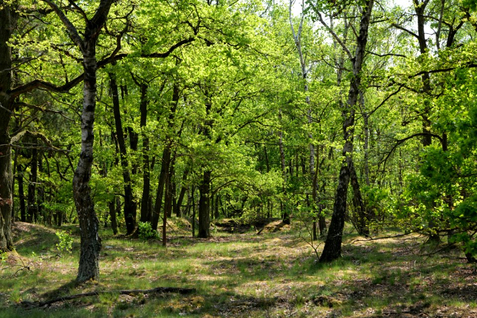 Döberitzer Heide Ferbitzer Bruch 2020-05-08 07