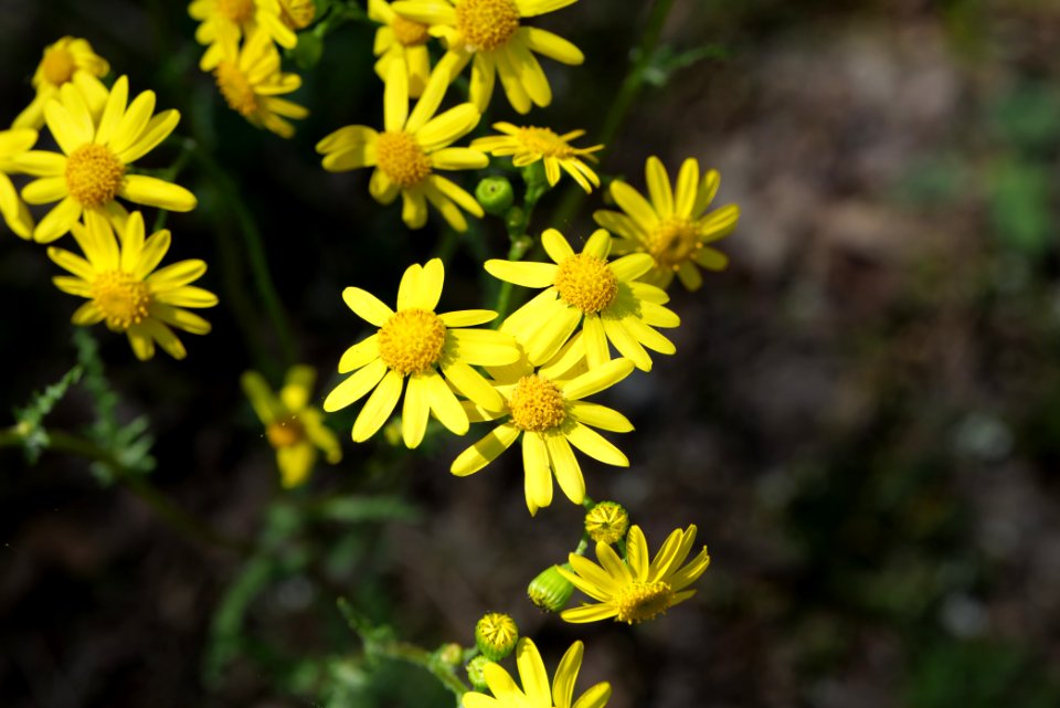 Döberitzer Heide 2020-05-08 36