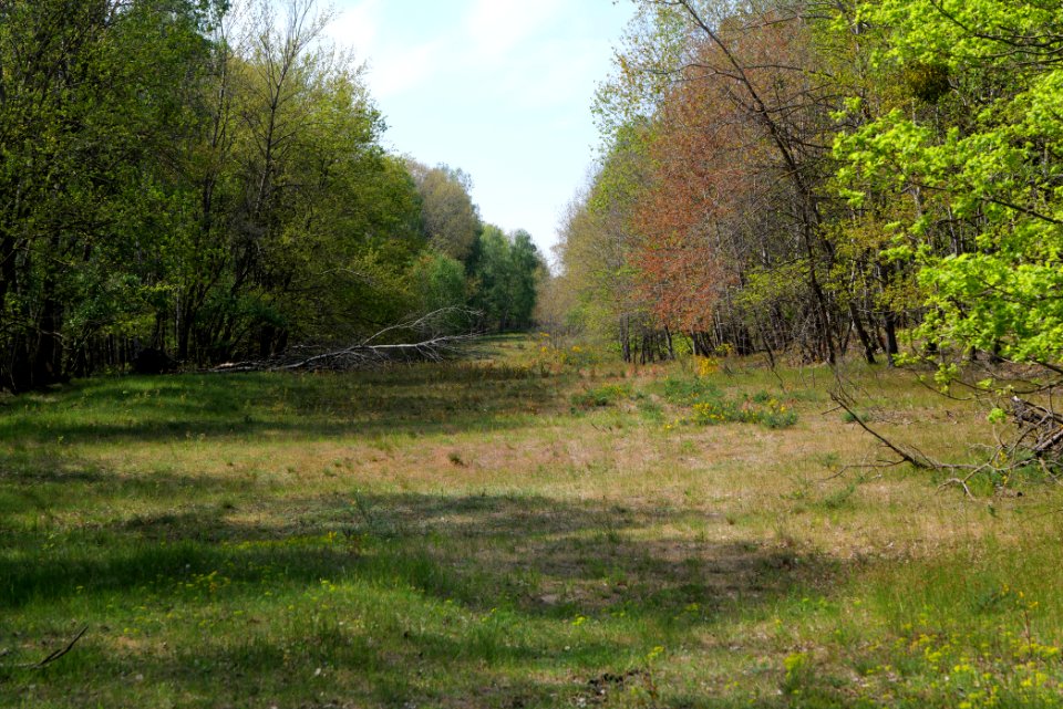 Döberitzer Heide Ferbitzer Bruch 2020-05-08 13