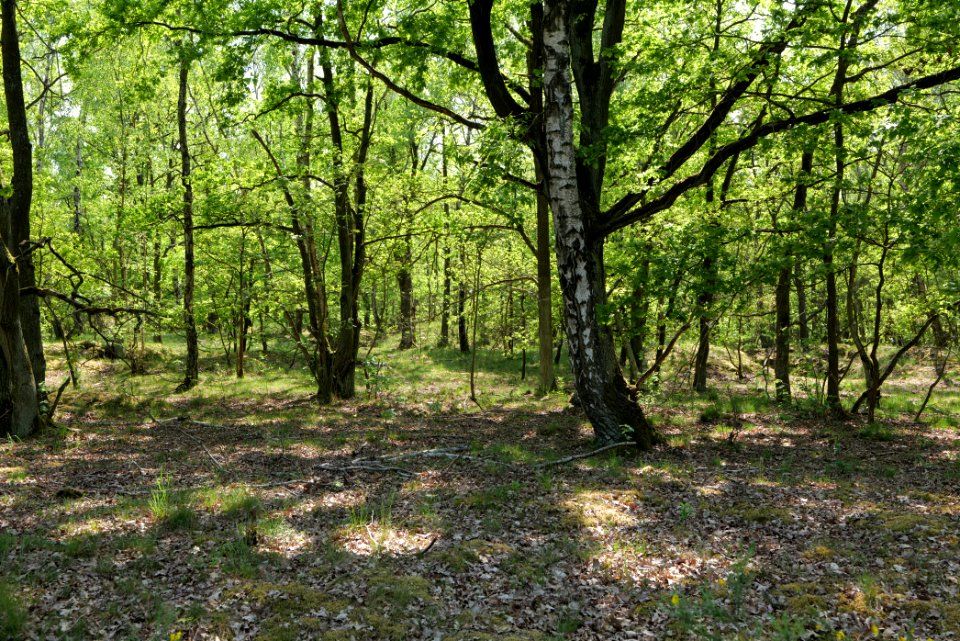 Döberitzer Heide Ferbitzer Bruch 2020-05-08 05