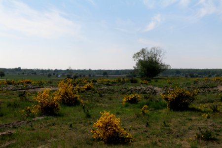 Döberitzer Heide Ferbitzer Bruch 2020-05-08 17