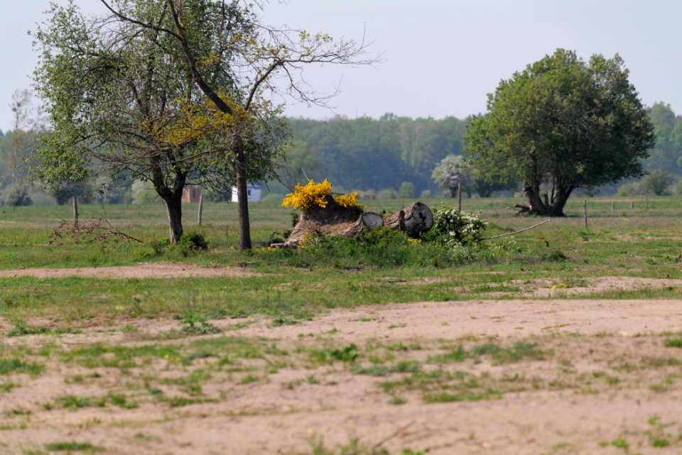 Döberitzer Heide Ferbitzer Bruch 2020-05-08 45