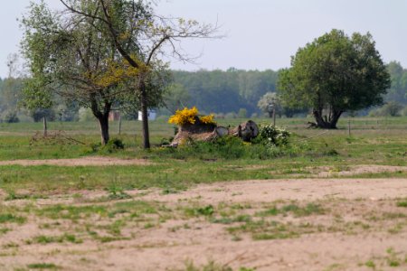 Döberitzer Heide Ferbitzer Bruch 2020-05-08 45