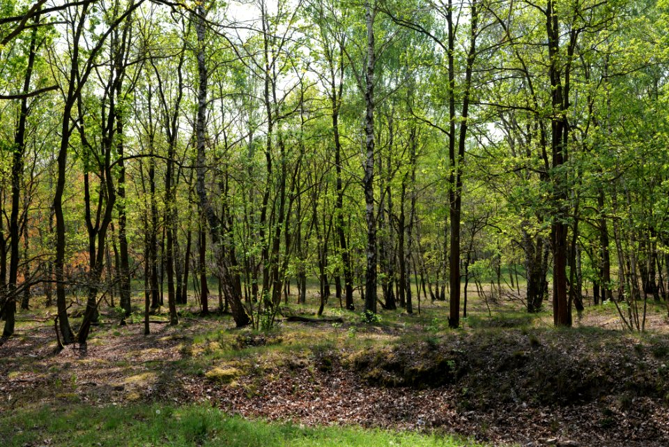 Döberitzer Heide Ferbitzer Bruch 2020-05-08 11