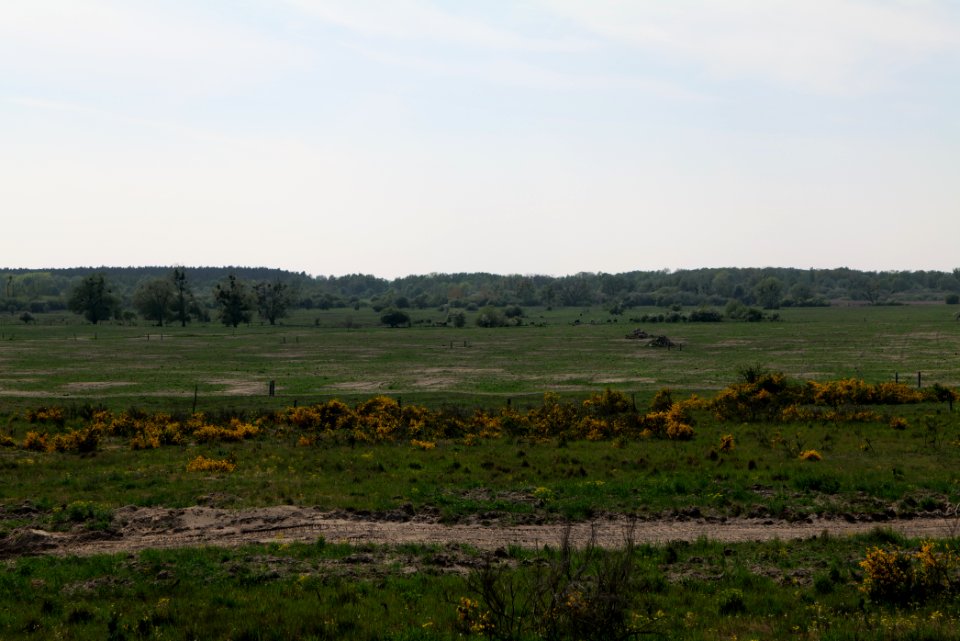 Döberitzer Heide Ferbitzer Bruch 2020-05-08 21