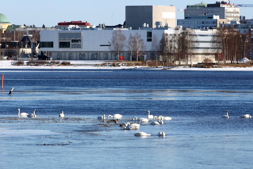 Cygnus cygnus Rommakonselkä Oulu 20200321 03