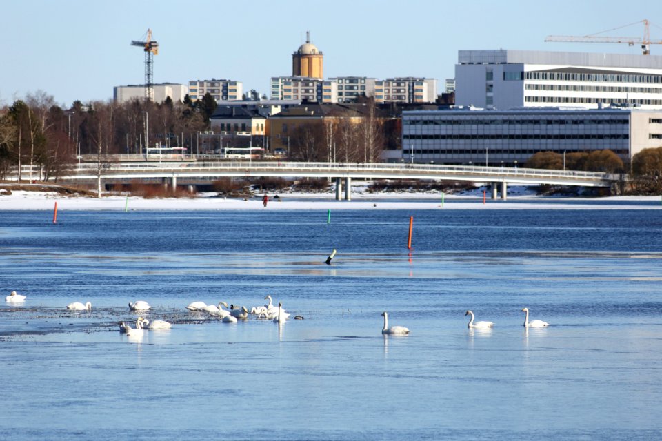 Cygnus cygnus Rommakonselkä Oulu 20200321 01