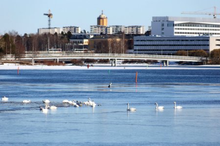 Cygnus cygnus Rommakonselkä Oulu 20200321 01