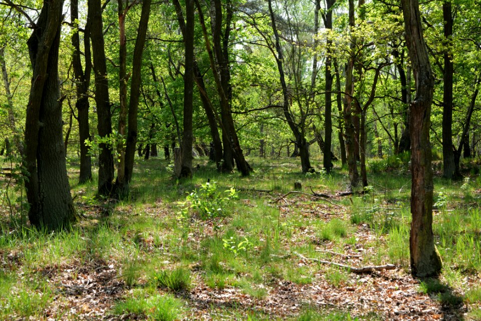 Döberitzer Heide Ferbitzer Bruch 2020-05-08 01