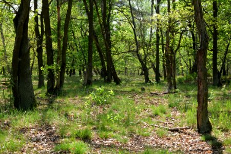 Döberitzer Heide Ferbitzer Bruch 2020-05-08 01
