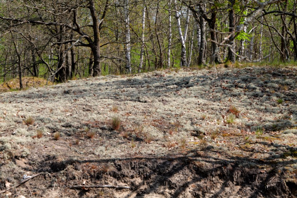 Döberitzer Heide 2020-05-08 44