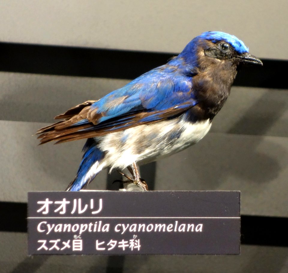 Cyanoptila cyanomelana - National Museum of Nature and Science, Tokyo - DSC06847