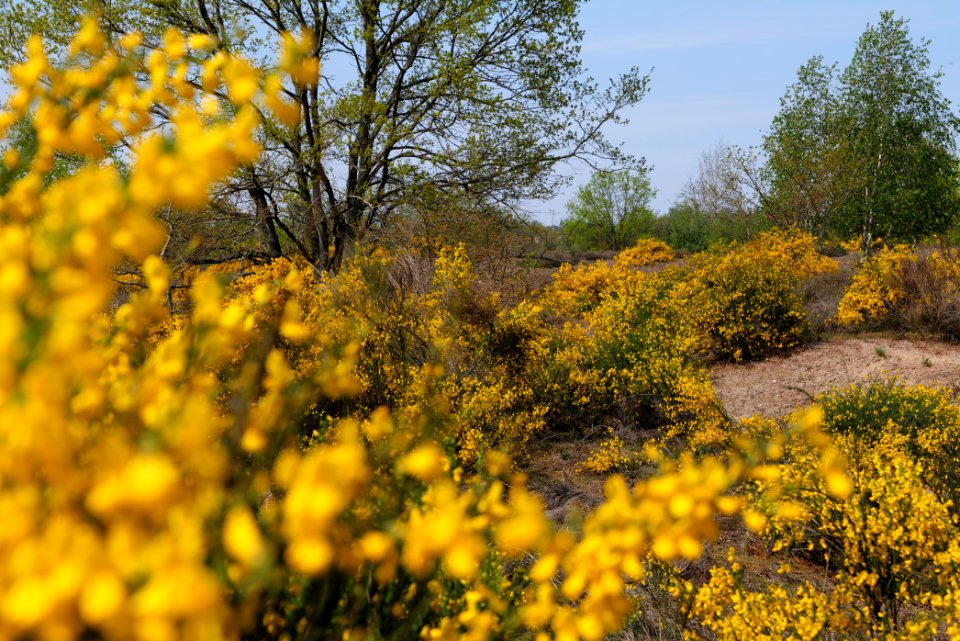 Döberitzer Heide 2020-05-08 27