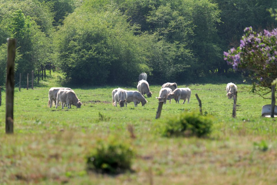 Döberitzer Heide Ferbitzer Bruch 2020-05-08 48