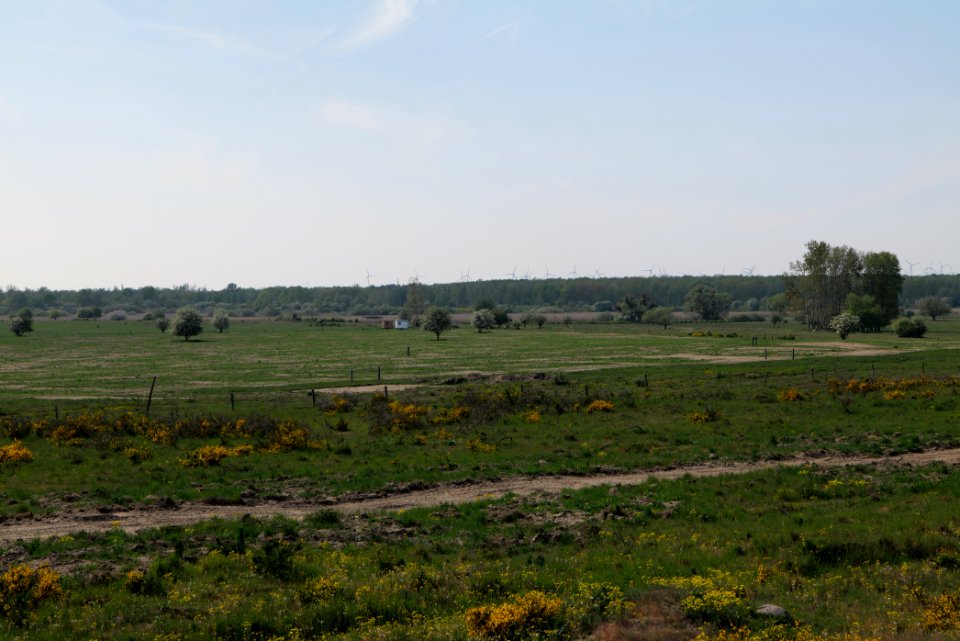 Döberitzer Heide Ferbitzer Bruch 2020-05-08 19