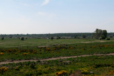 Döberitzer Heide Ferbitzer Bruch 2020-05-08 19