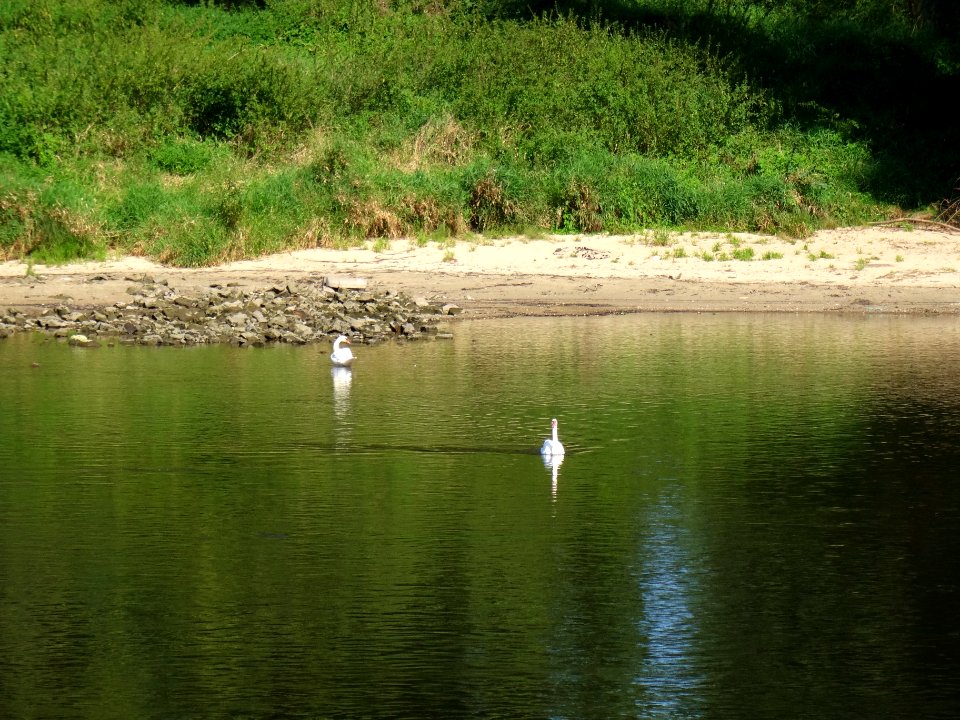 Cygnus olor at Wesenitz River DSC06482