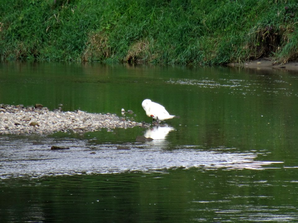 Cygnus olor at Wesenitz River DSC04964