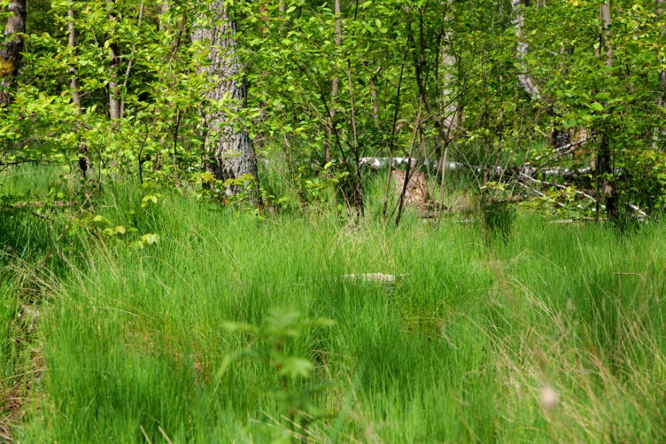 Döberitzer Heide forest 2020-05-08 56