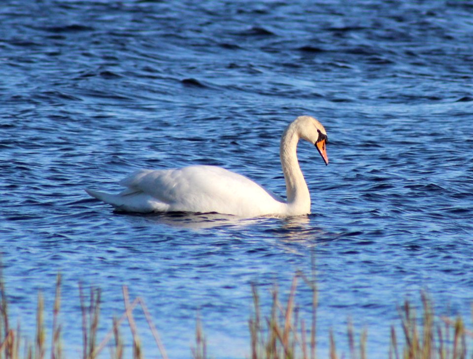 Cygnus olor Oulunsalo 20120530 01