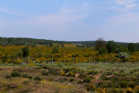 Döberitzer Heide Ferbitzer Bruch game reserve 2020-05-08 08