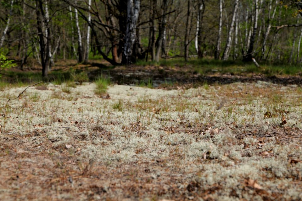 Döberitzer Heide 2020-05-08 47