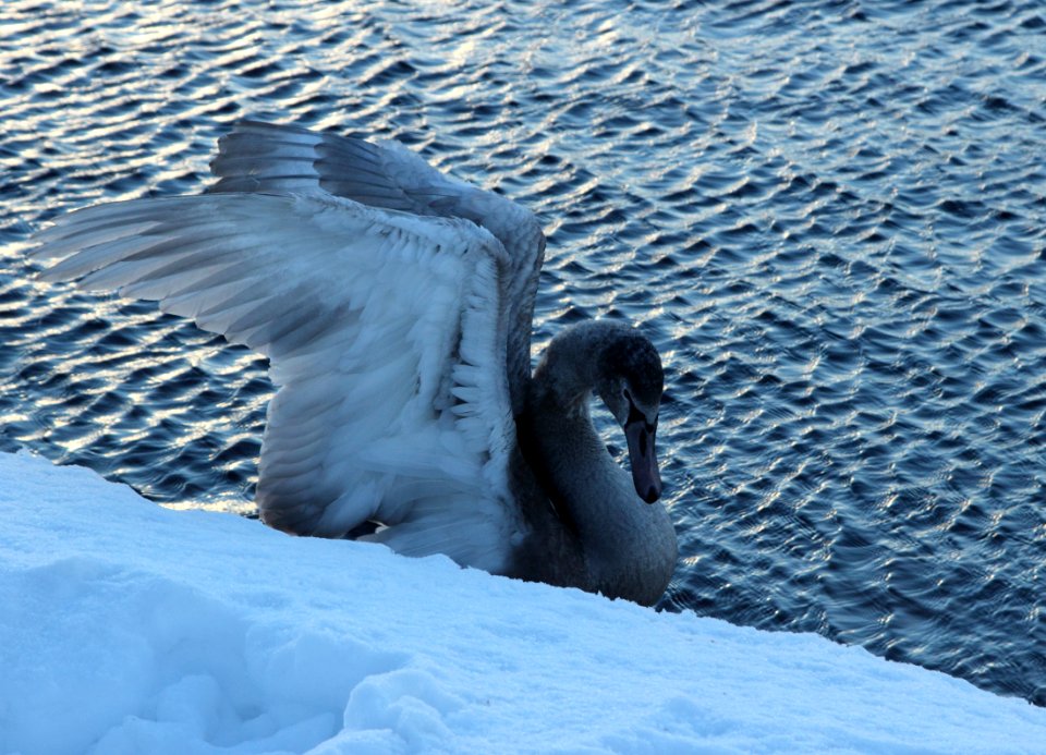 Cygnus olor Oulu 20150207 08