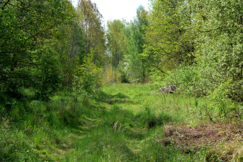 Döberitzer Heide forest 2020-05-08 50