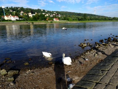 Cygnus olor Loschwitzer Brücke 19 July 2016 DSC04453