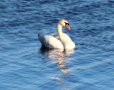 Cygnus olor Oulunsalo 20120530 02