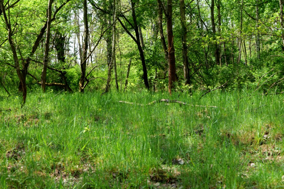 Döberitzer Heide forest 2020-05-08 19