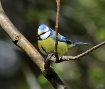 Cyanistes caeruleus Oulu 20150516