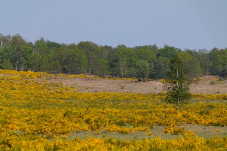 Döberitzer Heide Ferbitzer Bruch game reserve 2020-05-08 24