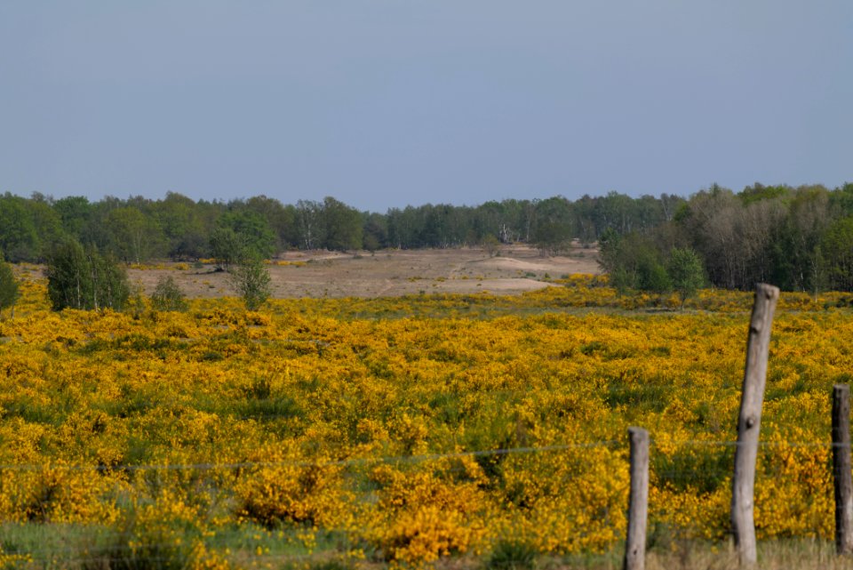 Döberitzer Heide Ferbitzer Bruch game reserve 2020-05-08 22