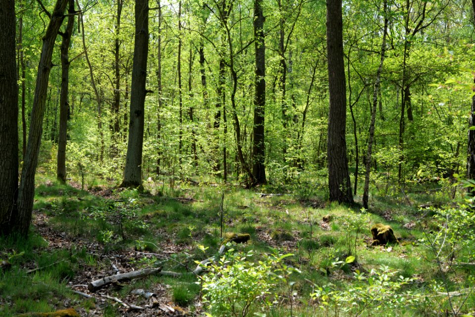 Döberitzer Heide forest 2020-05-08 49