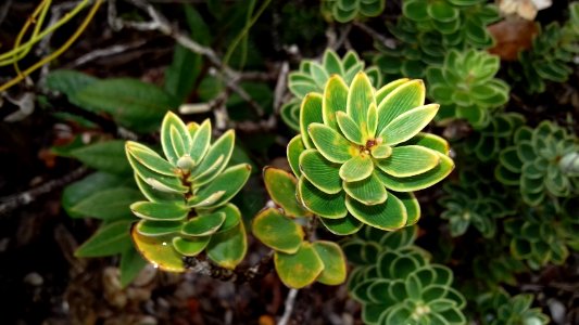 Cyathopsis albicans (Pic aux Chèvres, Mont Dore, Province Sud, Nouvelle-Calédonie)