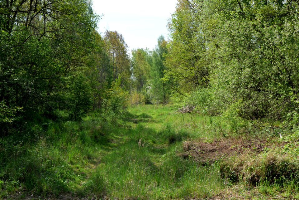 Döberitzer Heide forest 2020-05-08 51