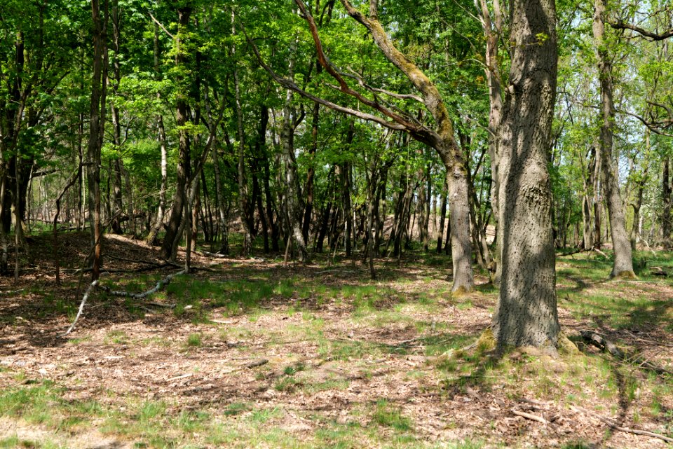 Döberitzer Heide forest 2020-05-08 29