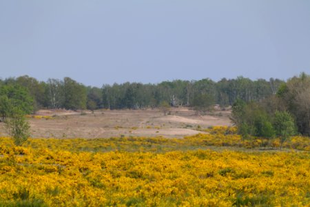 Döberitzer Heide Ferbitzer Bruch game reserve 2020-05-08 19