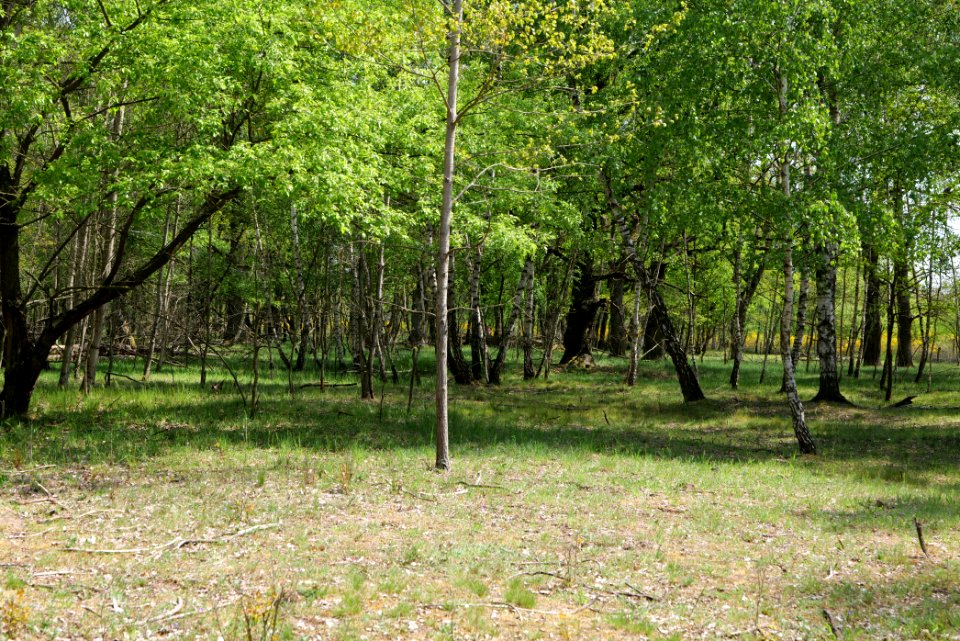 Döberitzer Heide forest 2020-05-08 31