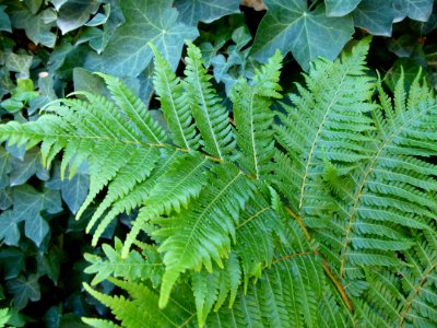 Cyathea 01