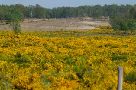 Döberitzer Heide Ferbitzer Bruch game reserve 2020-05-08 20